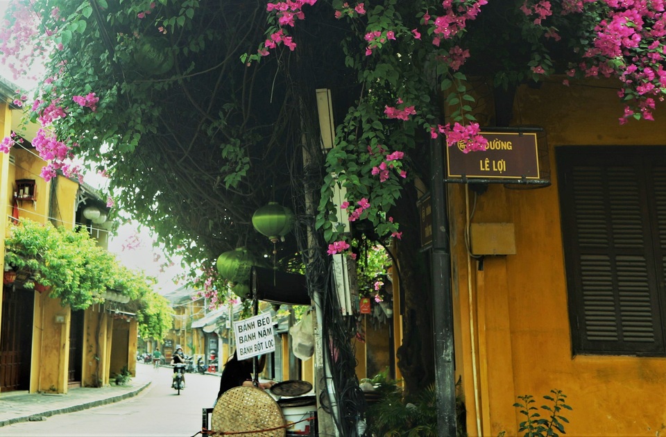 Những giàn hoa giấy Hội An hồi sinh rực rỡ sau những ngày giông bão - 4 Những giàn hoa giấy Hội An hồi sinh rực rỡ sau những ngày giông bão - 4