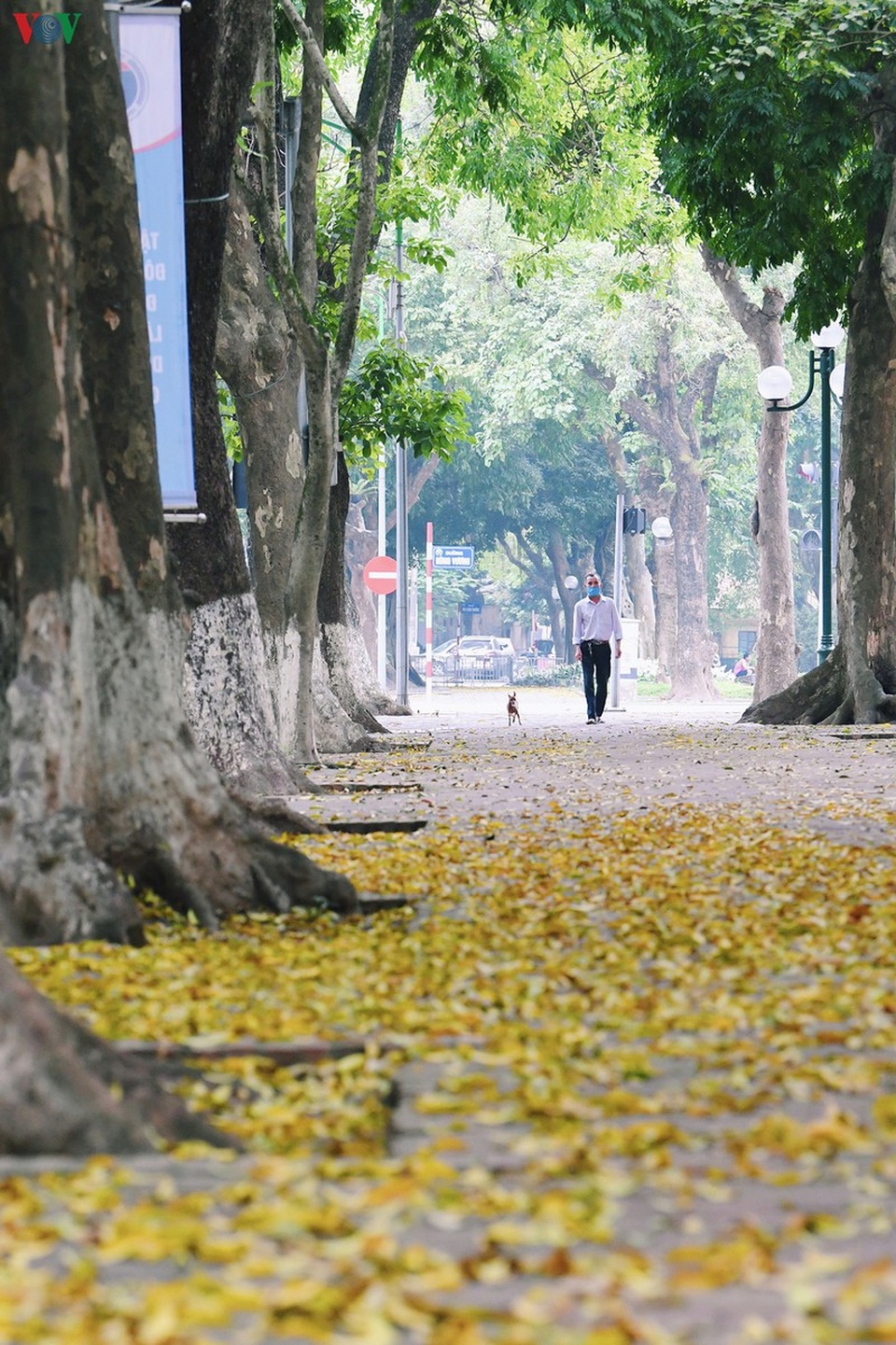 Phố phường Hà Nội đẹp nao lòng mùa sấu trút lá vàng - 14 Phố phường Hà Nội đẹp nao lòng mùa sấu trút lá vàng - 14
