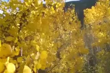 Ngắm mùa thu vàng ở Aspen, Colorado.