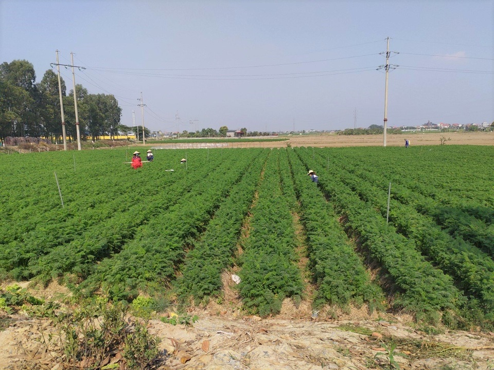 Tính hai mặt của giải cứu nông sản và những hệ lụy với xuất khẩu - 3 Tính hai mặt của giải cứu nông sản và những hệ lụy với xuất khẩu - 3