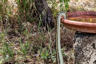 Trăn tự ngóc đầu hơn 60cm để uống nước