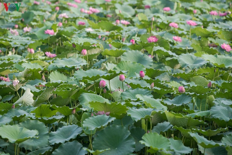Đẹp nao lòng mùa sen tháng 6 Hà Nội - 14 Đẹp nao lòng mùa sen tháng 6 Hà Nội - 14