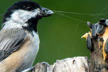 Loài chim sử dụng "mã vạch" để tìm nơi giấu thức ăn