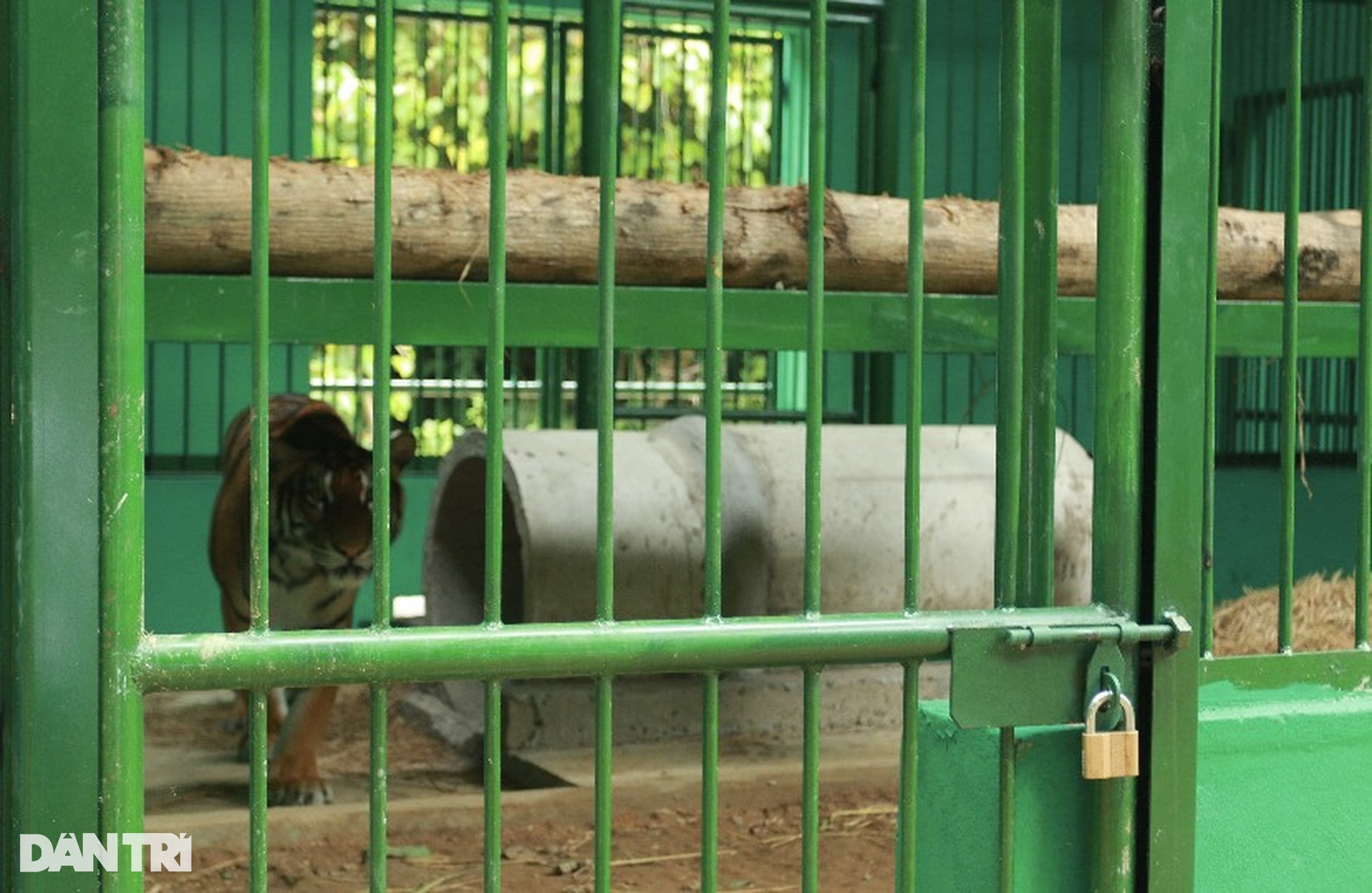 Ngôi nhà mới của 7 chú hổ giữa rừng nguyên sinh Phong Nha - Kẻ Bàng - 10 Ngôi nhà mới của 7 chú hổ giữa rừng nguyên sinh Phong Nha - Kẻ Bàng - 10