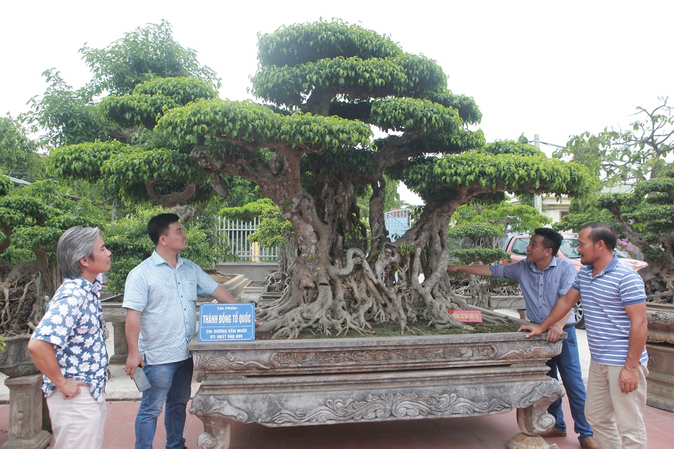 Đã mắt với vườn sanh cổ triệu đô của “đại gia nông dân” Hà Nội - 2 Đã mắt với vườn sanh cổ triệu đô của “đại gia nông dân” Hà Nội - 2
