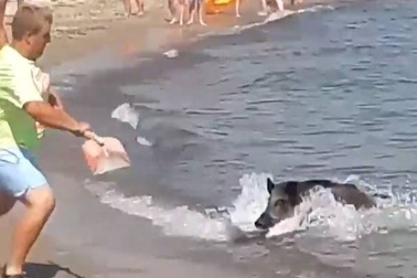 Lợn rừng gây náo loạn bờ biển đông du khách tại Đức