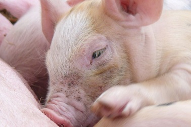 Vi rút Corona mới đang gây tử vong cho lợn ở Trung Quốc