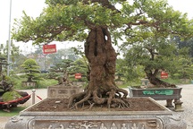 Cây khế “khủng” sai trĩu quả, trả 1,6 tỷ đồng không bán