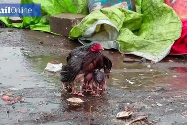 Hình ảnh gà mẹ xòe cánh che mưa cho đàn con gây cảm động