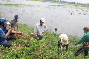 Chứng kiến một buổi săn chuột đồng bằng... máy cắt cỏ