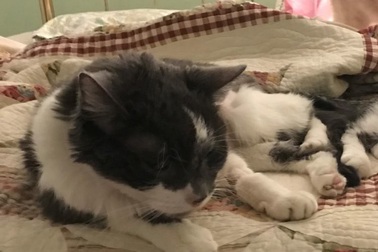 Bỏ ra 19000 USD để ghép thận cho mèo