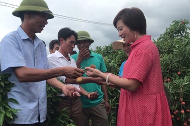 Phá kỷ lục 60 năm, Bắc Giang thu hơn 6 nghìn tỷ đồng từ quả vải