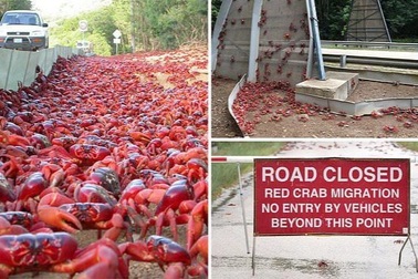 Hàng triệu cua đỏ "xâm chiếm" đảo lớn ở Australia