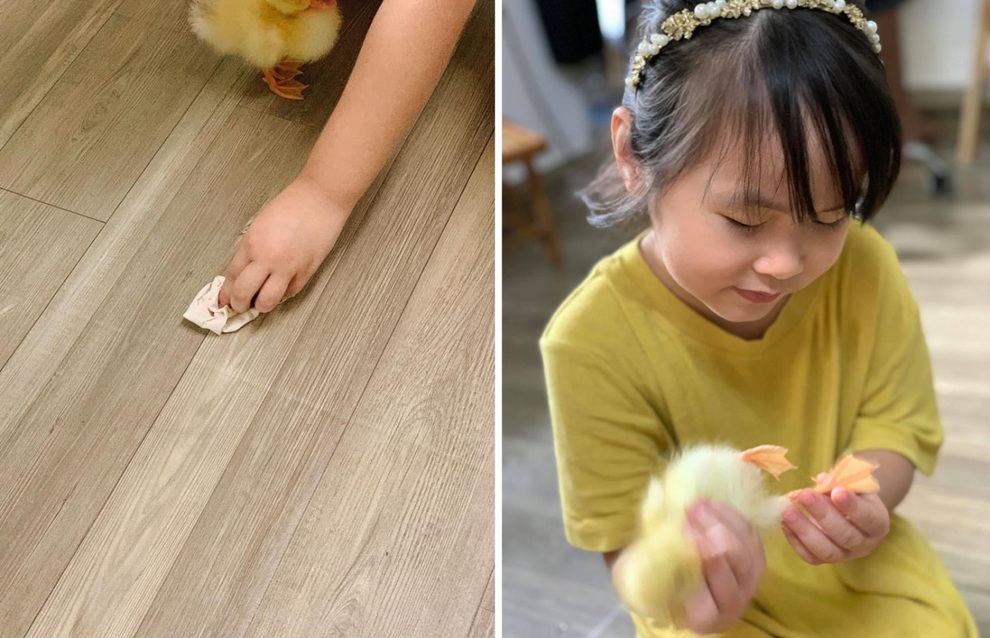 Nhật ký nuôi vịt làm thú cưng trong mùa dịch của gia đình Hà Nội - 9 Nhật ký nuôi vịt làm thú cưng trong mùa dịch của gia đình Hà Nội - 9