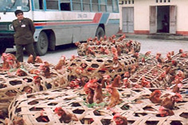 Liên tiếp bắt giữ nhiều ô tô vận chuyển hàng tấn gà lậu