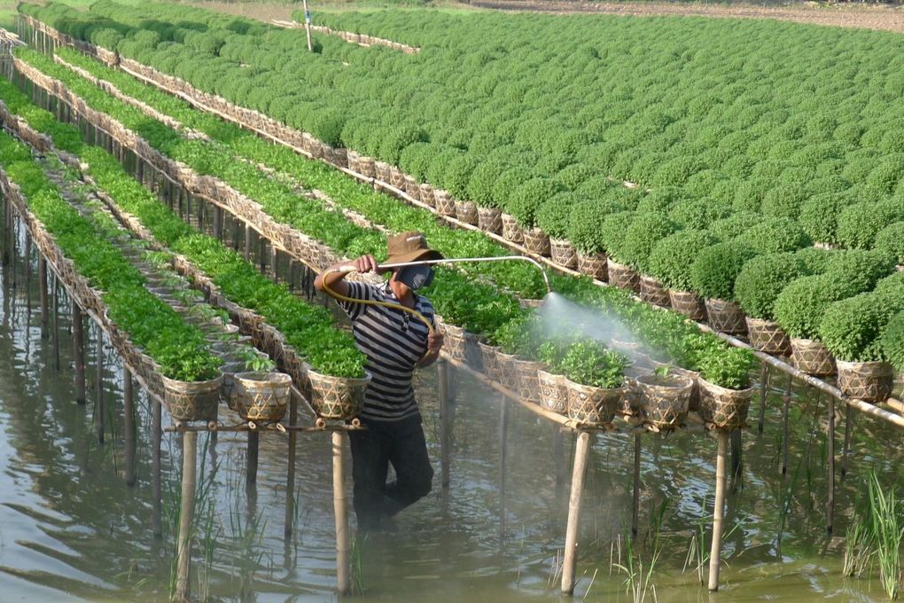 Nông dân Đồng Tháp thấp thỏm mùa hoa Tết - 1 Nông dân Đồng Tháp thấp thỏm mùa hoa Tết - 1