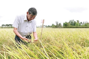 "Áo" của "con cưng" vừa thay đã bị làm giả, cha đẻ gạo ST25 đau đầu