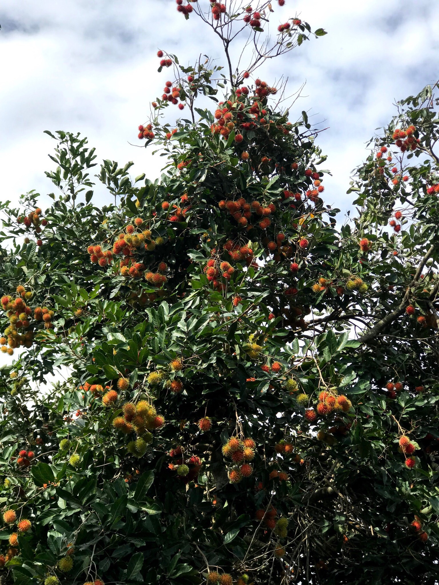 Gia đình Đắk Lắk làm vườn trái cây rộng 500m2 cho các con ăn thỏa thích - 5 Gia đình Đắk Lắk làm vườn trái cây rộng 500m2 cho các con ăn thỏa thích - 5