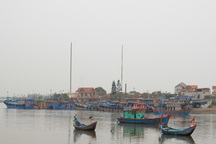 Hàng chục tấn cá chết bất thường trên biển