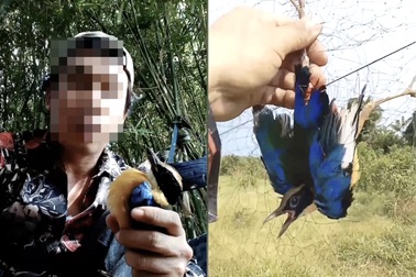 Chiêu tận diệt chim trời: Khâu mắt chim sống, bẫy lưới tàng hình