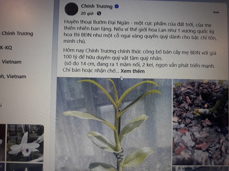 Rộ những giao dịch lan đột biến giá trên trời khiến dân tình dậy sóng - 3 Rộ những giao dịch lan đột biến giá trên trời khiến dân tình dậy sóng - 3