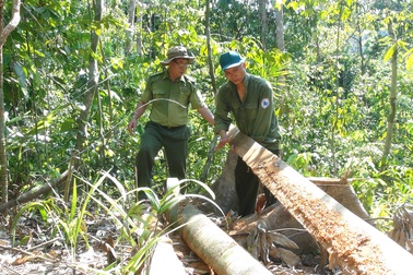 Tỉnh Phú Yên hoả tốc yêu cầu điều tra vụ “lâm tặc” mở đường phá rừng!
