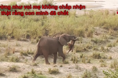 Khoảnh khắc voi mẹ tha xác con khắp thảo nguyên khiến nhiều người cảm động