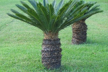 Cây độc chết người chứa chất có thể gây ung thư được dùng làm món đặc sản