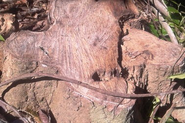 Vụ rừng phòng hộ bị "băm vằm": Chỉ là cây bụi rải rác?