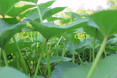 Loại rau thường bị vứt bỏ lại sở hữu đặc tính chống ung thư mạnh mẽ