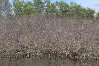 Rừng ngập mặn - "báu vật" làng biển đang bị chết khô