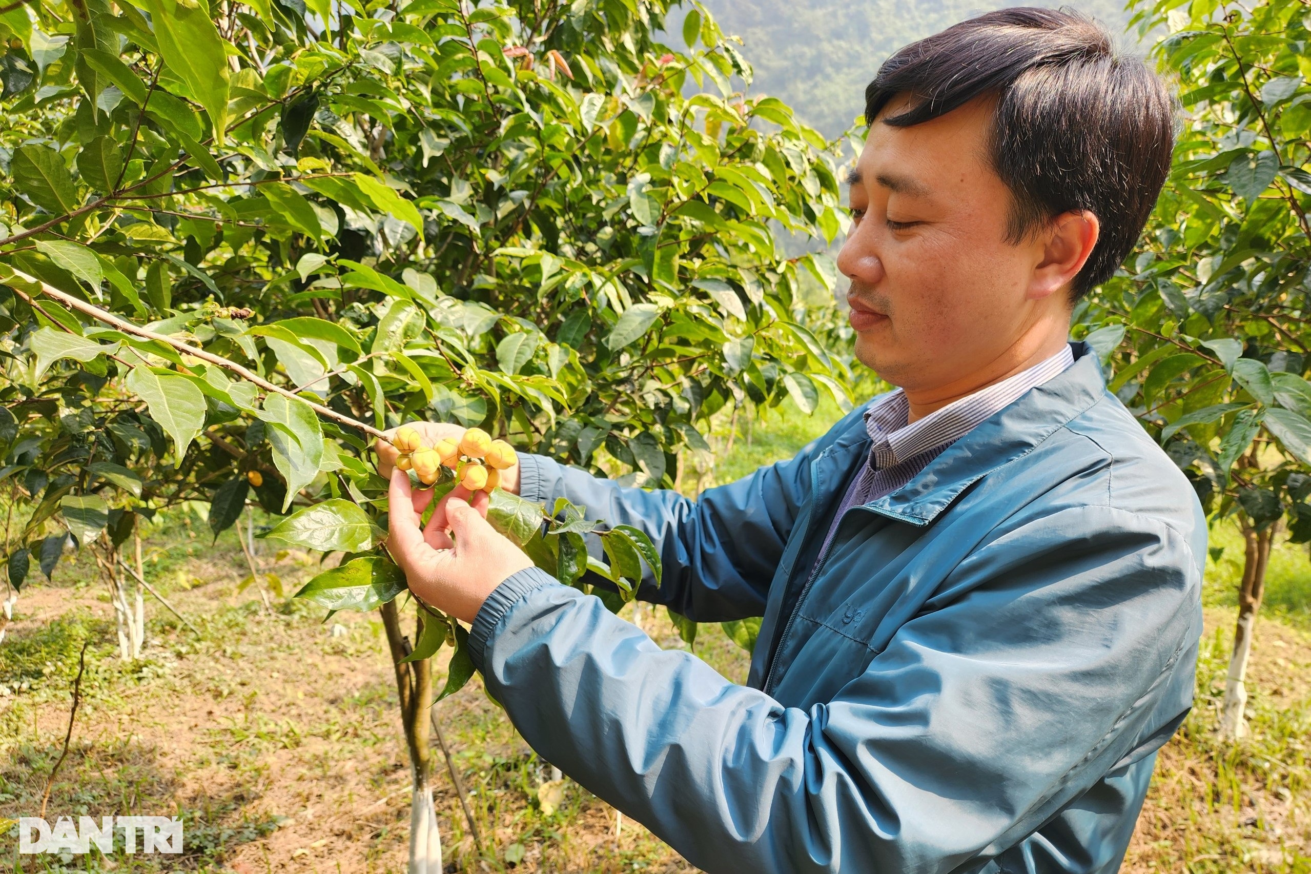 Kỹ sư bỏ phố về rừng trồng loại cây hái hoa bán giá chục triệu đồng/kg - 5 Kỹ sư bỏ phố về rừng trồng loại cây hái hoa bán giá chục triệu đồng/kg - 5