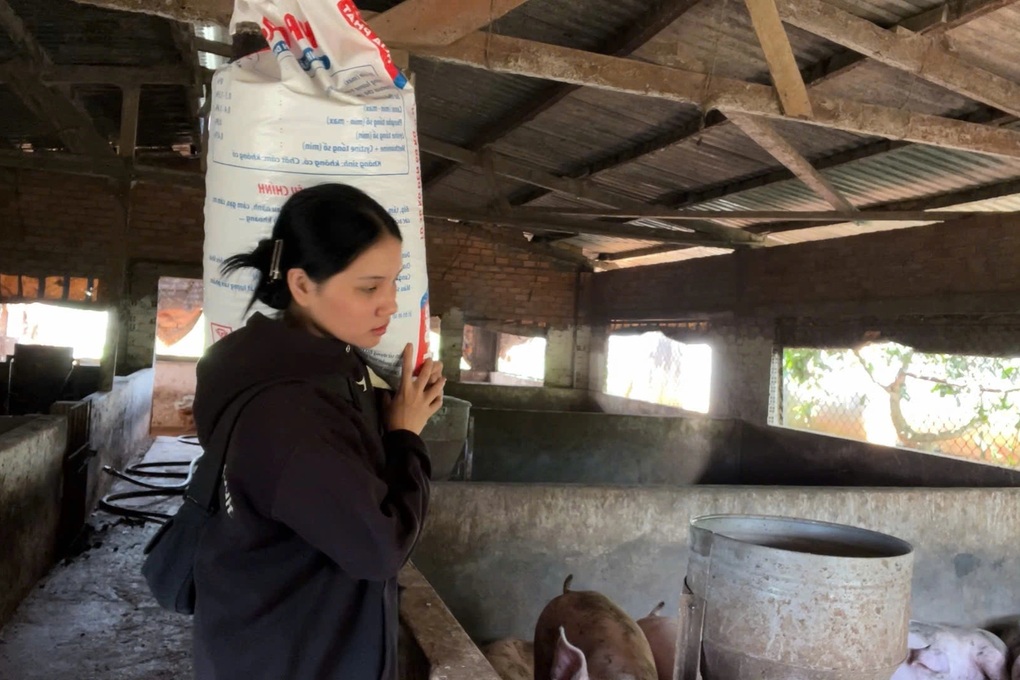 Cô gái bỏ việc ổn định ở TPHCM, về quê… đỡ đẻ cho heo - 2 Cô gái bỏ việc ổn định ở TPHCM, về quê… đỡ đẻ cho heo - 2