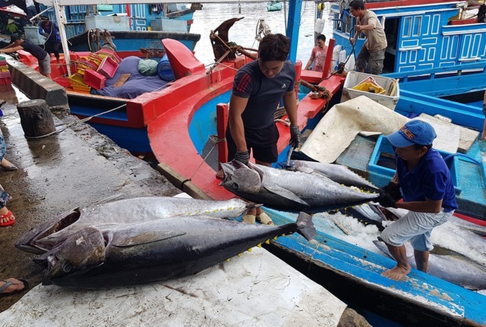 Ngư dân khốn đốn vì nghề câu cá ngừ đại dương Trường Sa mất mùa - 2 Ngư dân khốn đốn vì nghề câu cá ngừ đại dương Trường Sa mất mùa - 2