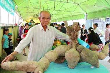 Lạ mắt với cây mía dài bằng chiếc xe buýt và củ khoai mì nặng 50 kg