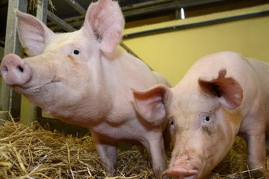 Dùng tim lợn để thay thế tim người?