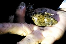 Đi săn “vũ nữ chân dài” trong đêm ở miền Tây