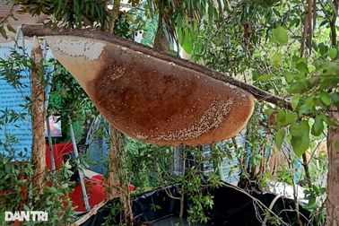 Cận cảnh tổ ong được xác lập kỷ lục lớn nhất Việt Nam ở Cà Mau