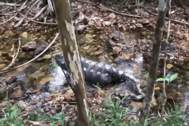 Nuốt chửng lợn rừng, trăn nằm thư thả nghỉ ngơi dưới suối