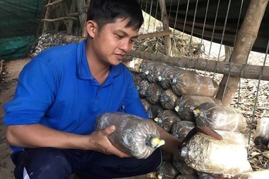 Cử nhân Công nghệ sinh học bỏ phố về quê làm giàu bằng nấm linh chi đỏ
