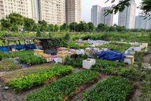 Nở rộ phong trào khai hoang cuốc đất trồng rau sạch quanh chung cư ở Hà Nội