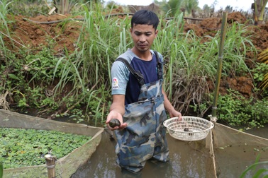 Khởi nghiệp nuôi ốc nhồi, chàng trai vùng biên thu lãi 40 triệu đồng/tháng