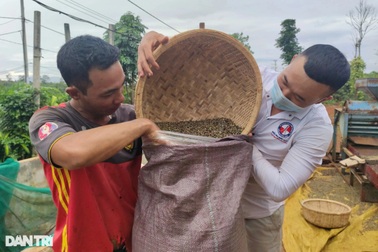 Gia đình "gồng gánh", ngược ngàn hái cà phê thuê để… kiếm Tết