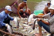 WWF nhận sai, cá tra Việt Nam ra khỏi “danh sách đỏ”