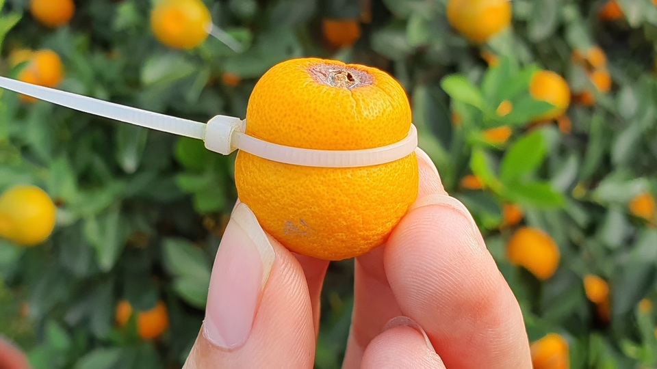 Quất hồ lô siêu “độc”, mới thử nghiệm đã bán cả nghìn cây - 3 Quất hồ lô siêu “độc”, mới thử nghiệm đã bán cả nghìn cây - 3