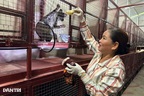 Trắng đêm canh "chuyện yêu" của đàn chồn, người phụ nữ thu tiền tỷ