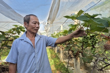 Người đàn ông ung thư “ém" tiền của vợ, chinh phục loài cây khó tính