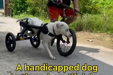 Câu chuyện đầy cảm động về tình bạn đẹp giữa cậu bé và chó cưng