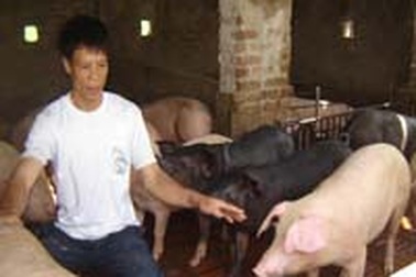 Nguy cơ khan hiếm thịt lợn là rất lớn