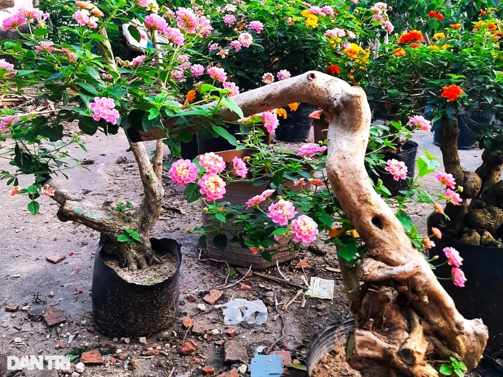 Người phụ nữ đơn thân biến cây dại thành hoa đẹp rực rỡ, kiếm tiền triệu - 3 Người phụ nữ đơn thân biến cây dại thành hoa đẹp rực rỡ, kiếm tiền triệu - 3